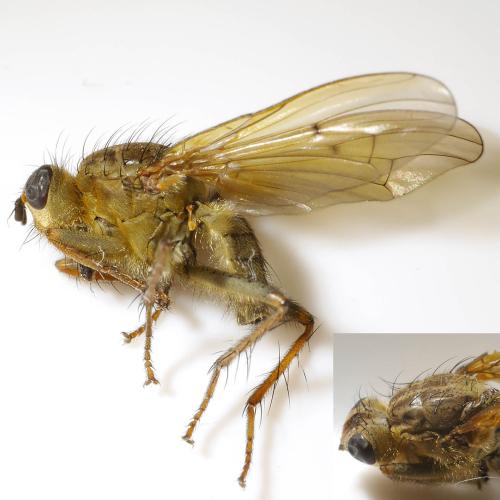 Scathophaga stercoraria